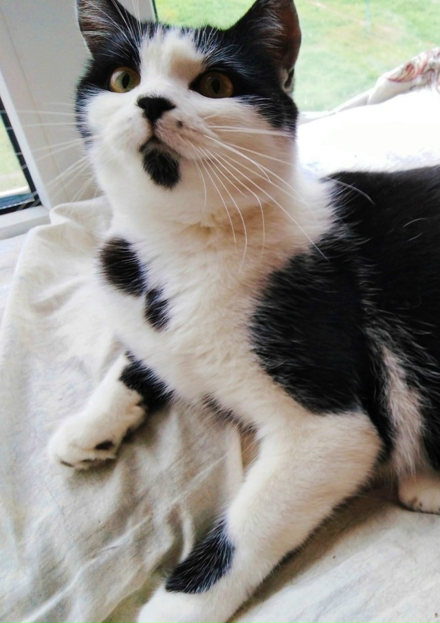 ВОЛГОРЕЧЕНСК ❗
ОЧАРОВАТЕЛЬНЫЙ КОТ МИШКА ИЩЕТ ДОМ! 😍??...