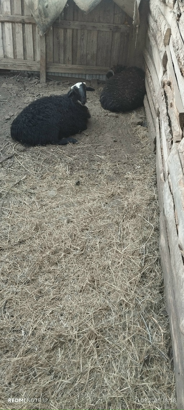 Продам баранов, ярки 2х годовалые 20000₽ бараны этого год...