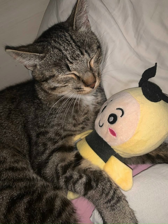 анон. доброго времени суток, 8го октября потерялся коти...