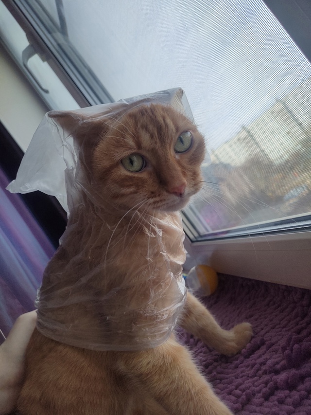 Играл с пакетом и проиграл😸