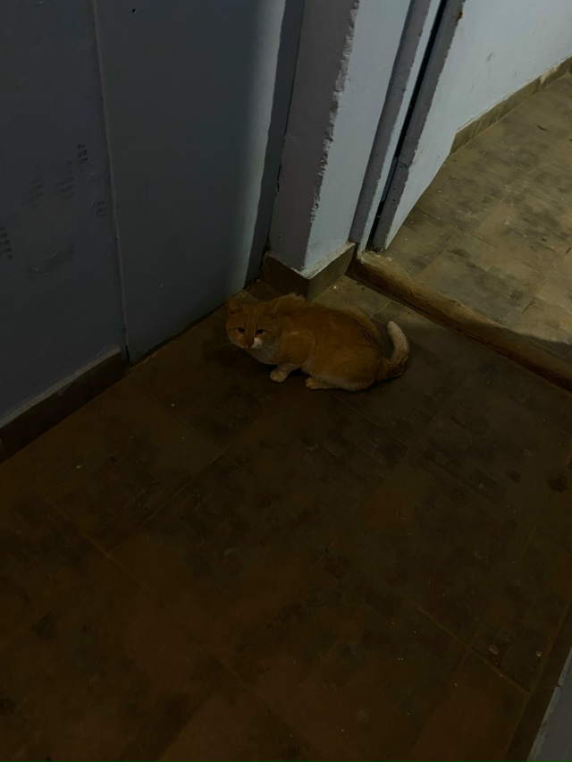 Анонимно
Здравствуйте, чей кот? голодный замёрзший у М?...