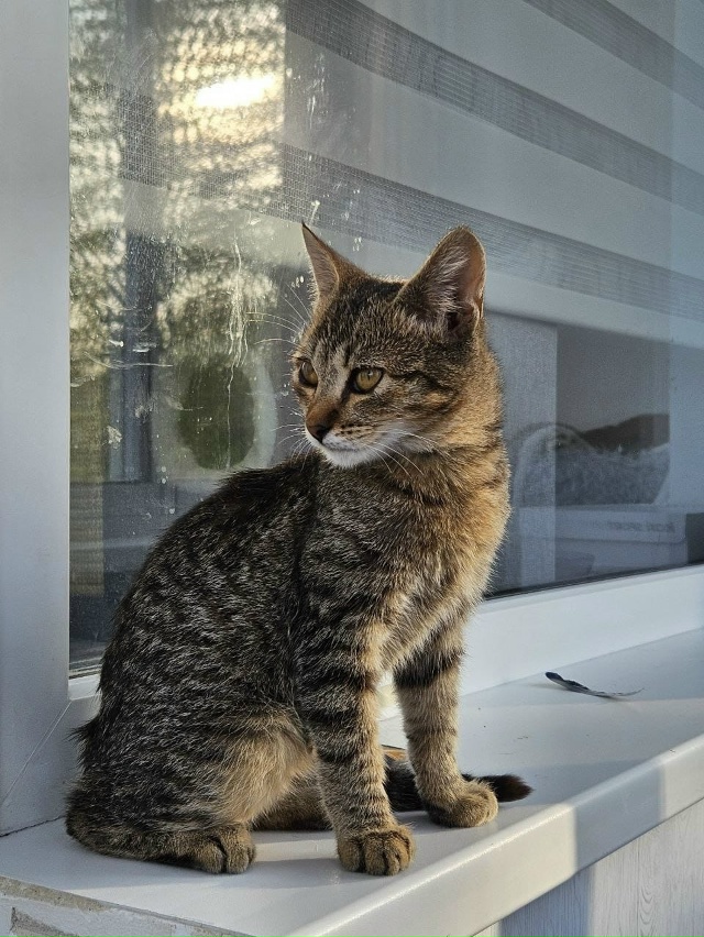 Отдам в добрые руки котят
Мы ищем ответственных и любя...