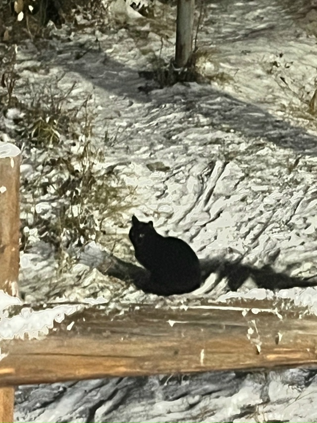 В югыд-луне была найдена кошка(кот).
Ищем старых или нов...