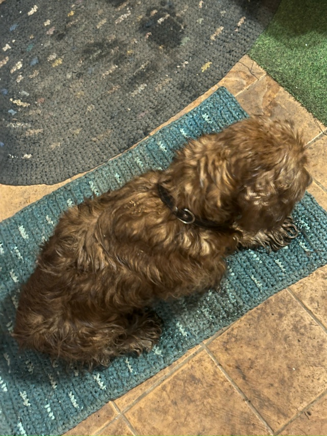 Нашли собаку на улице нога переедая правая поломана
Ч?...