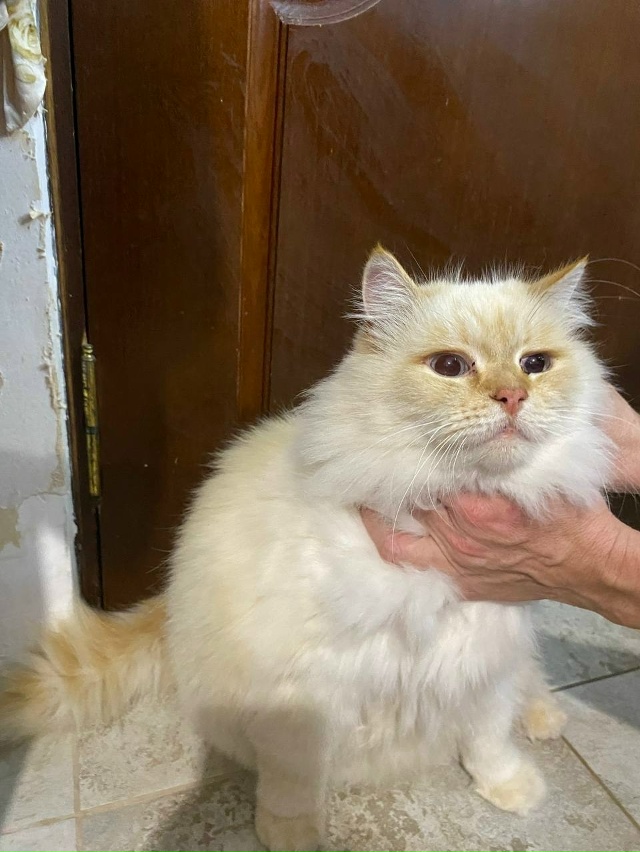 Найден почти по машиной .
Чей котик?
Нашли на улице Кон?...