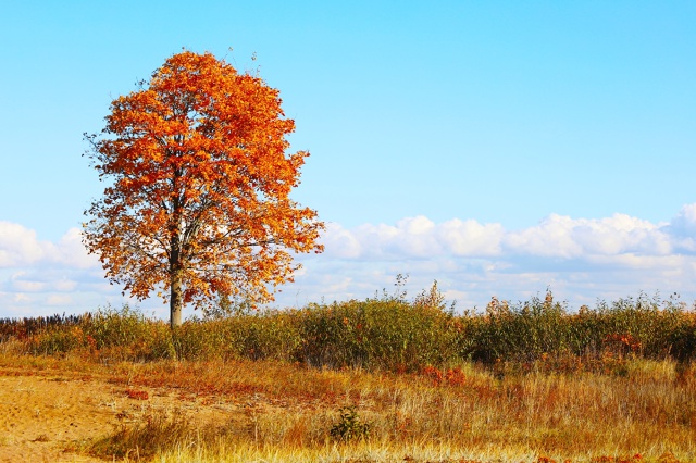 Осенний Петергоф. Фото: Анастасия Смирнова.