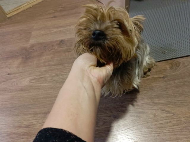 Нашлась собачка йоркширский терьер мальчик, находится...