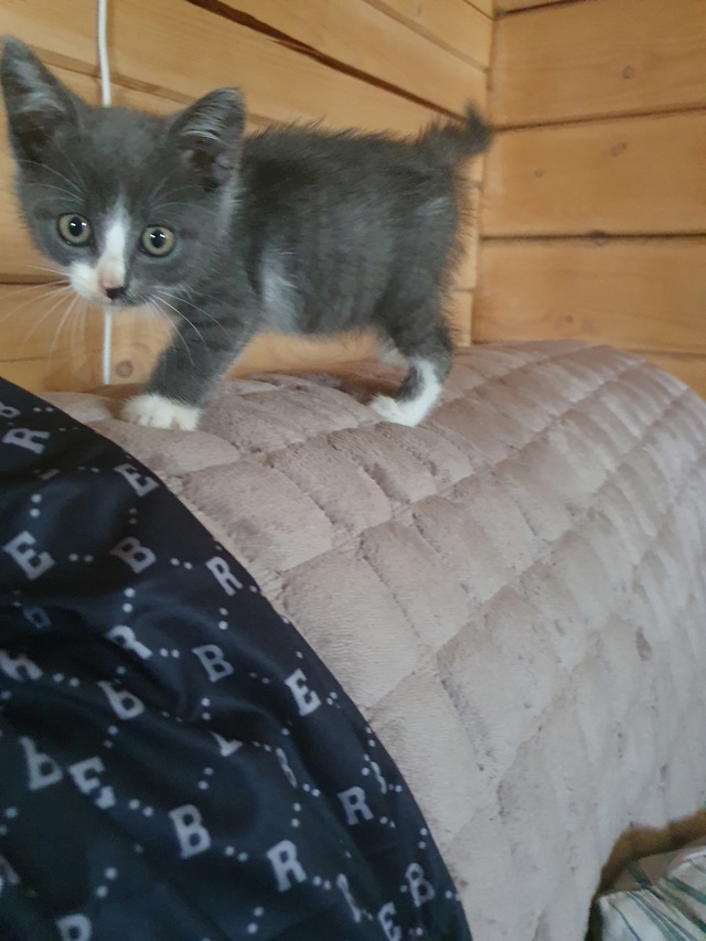 Котейка ищет дом в Можайске🐱🐈
Малыш спасён с улицы, п...