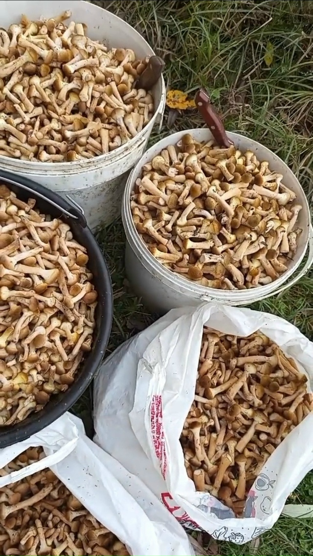 ТИХАЯ ОХОТА. 29 ОКТЯБРЯ 2025 ГОДА 🌲🌲🌲