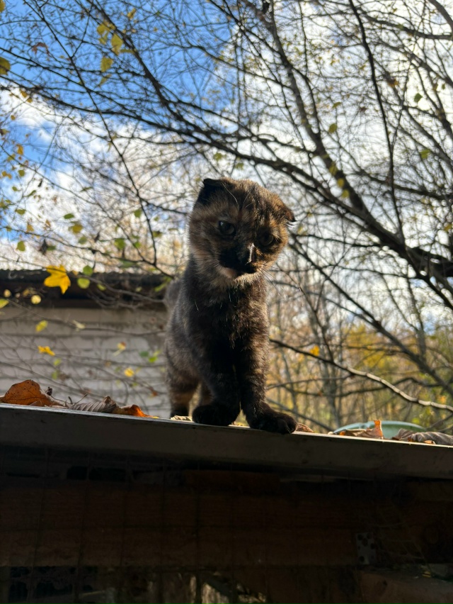 Подкинули котят ! Оставить не могу, т к у самой три кошк?...