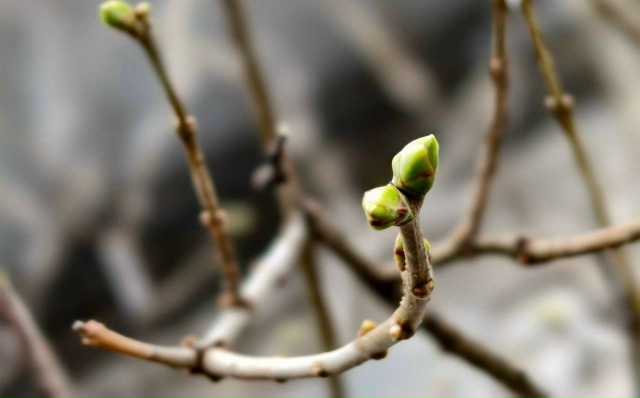 На деревьях распустились почки.
Шёл 184-й день лета...