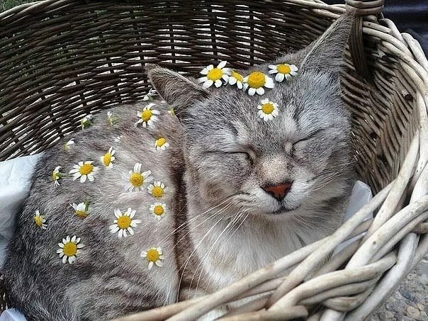 Ромашка успокаивает.