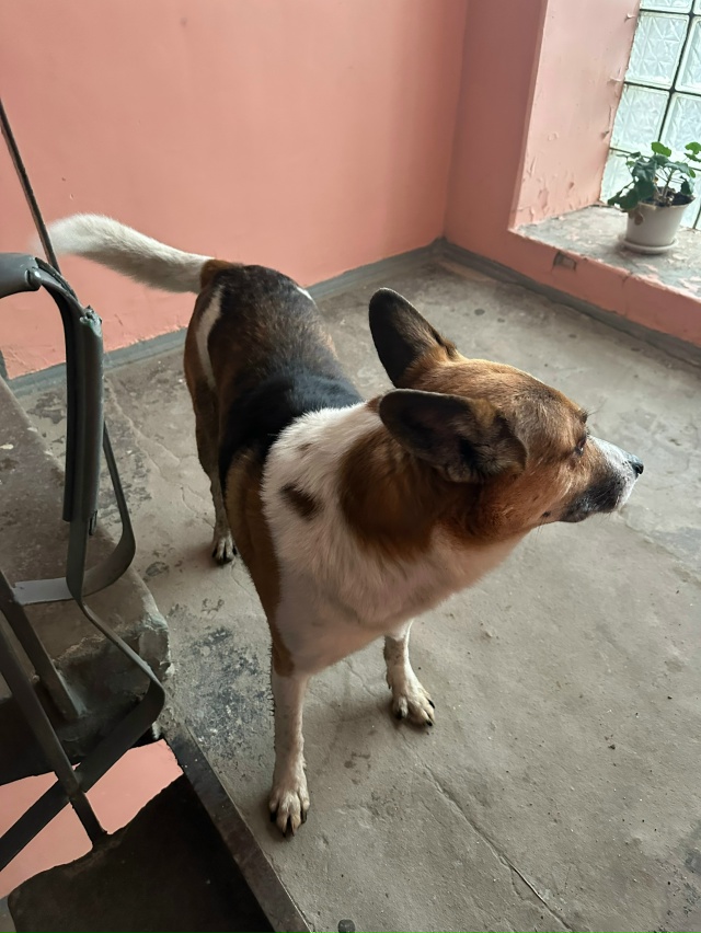 Срочно !!!
Пристраивается собака , с очень тяжелой жизне...