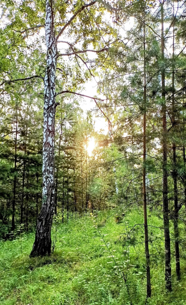 Лeтнee утpo в пapкe Бугpинcкaя poщa. .🤗🌤🌳🌳🌳🌱🍃