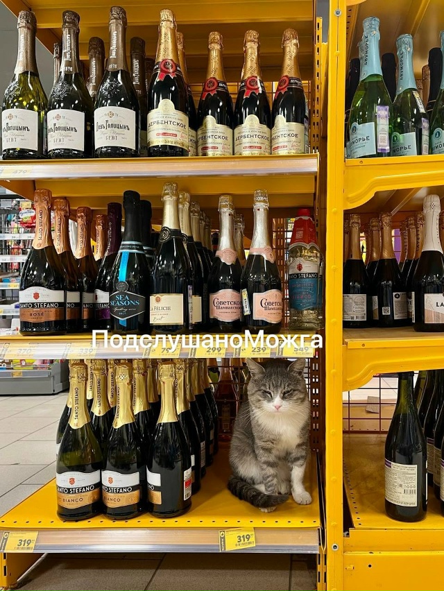 😻Кому котовино по акции?🤣