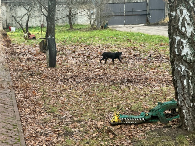 Прибилась собачка на базу, в Протвино. Похоже Ягд-терье...