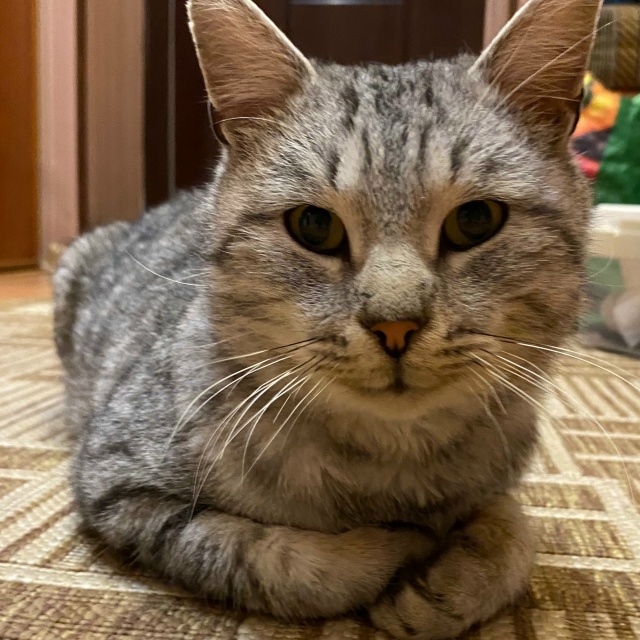 Здравствуйте, котик в добрые руки. Желательно в частны?...