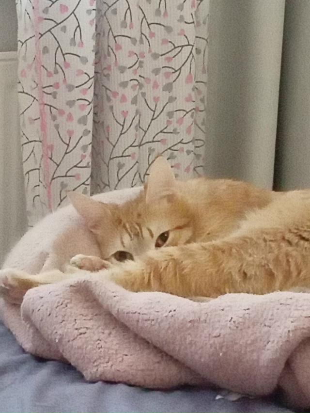 Лисенок проснулся🐱🥰😊😇