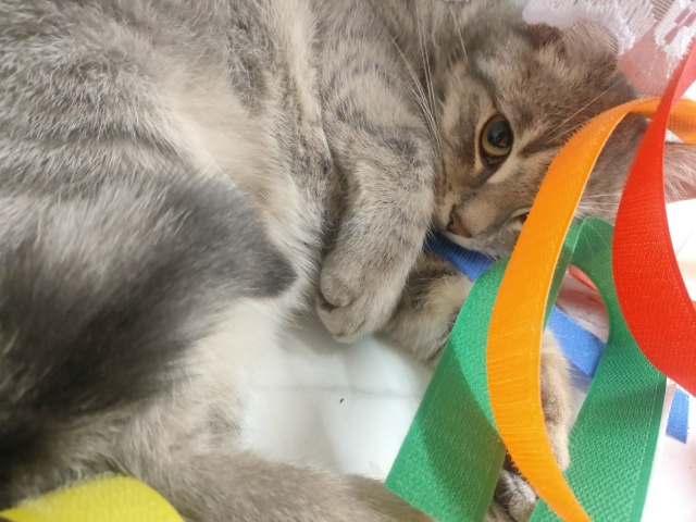 Не #мявстерская
....и ленточки!