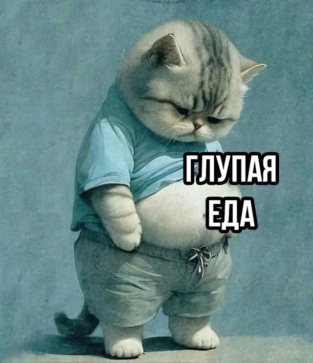 бедный котик