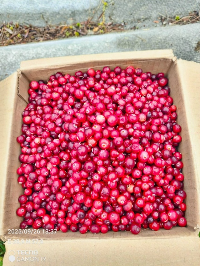 Здравствуйте. Продам клюкву. 200р литр. Привезу в воскре?...