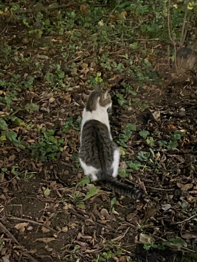 Студенческий 37, выглядит как домашняя
Кто потерял?