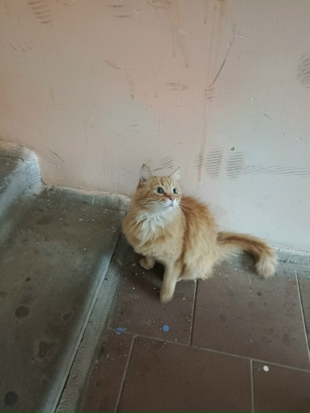 Прекрасная кошечка ищет себе заботливых хозяев!!! В под...