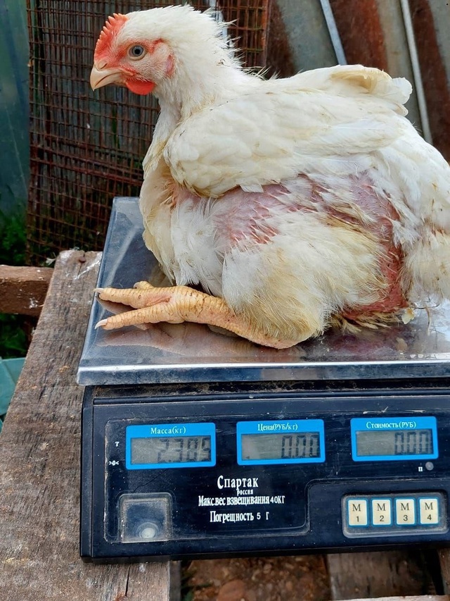 ❗❗❗ПРОДАЮТСЯ❗❗❗
Цыплята 🐥 Бройлерные 52-ух дневны?...