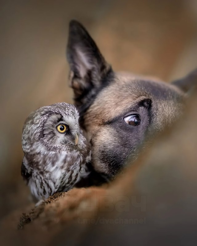 Отвлекитесь на минутку и посмотрите трогательную фотосессию бельгийской овчарки Инго и сычей: это ми