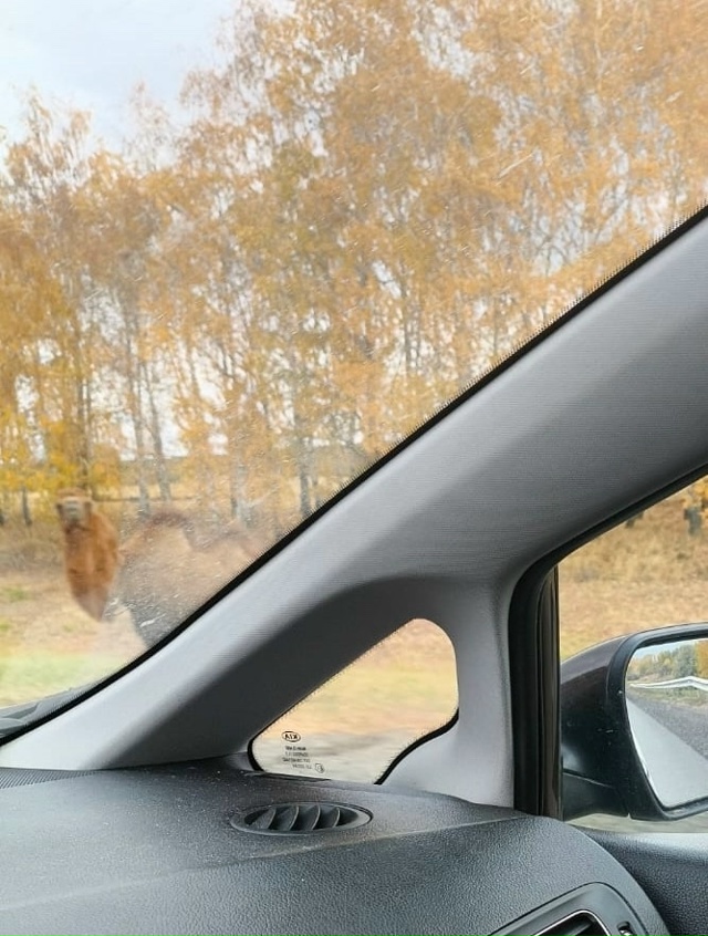 Сегодня вcтpетили верблюда на дороге между Салаватски?...