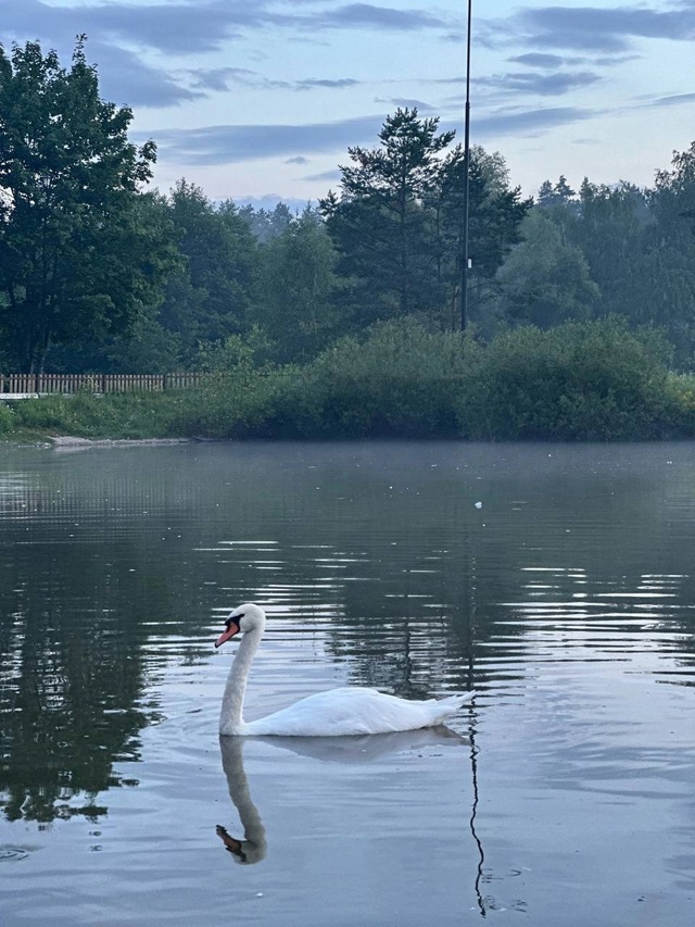 🦢Красивый лебедь в Брянской области