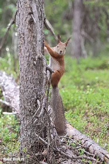 На страже леса - 06.27.2025