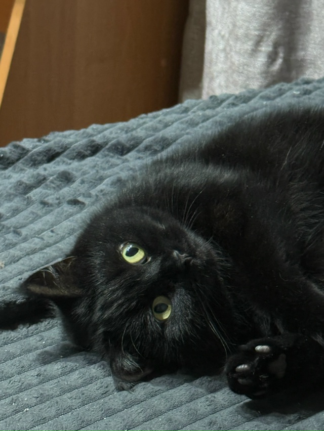 #КошкаАгата показывает свою лапку