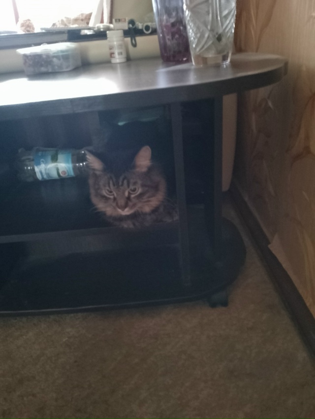 Абдулка любит пакеты, сумки,шкафы,коробки и легко в них...