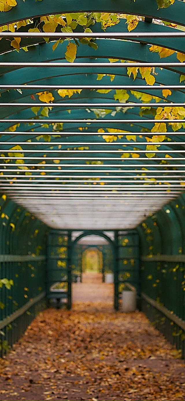 Заставки для ваших телефонов / ноябрь🍂
Источник: peterhof...