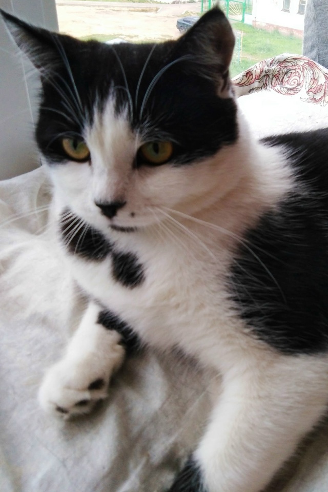 ВОЛГОРЕЧЕНСК ❗
ОЧАРОВАТЕЛЬНЫЙ КОТ МИШКА ИЩЕТ ДОМ! 😍??...