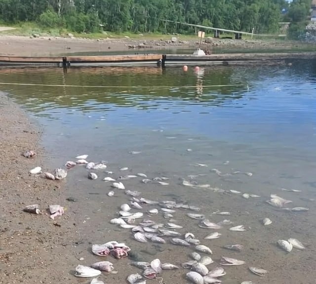 🐟 Рыбный кошмар Ура-Губы: кто превратил берег в помойк...