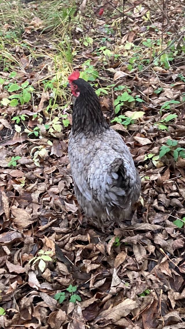 У остановки у больницы гуляет курица. Не потерялась ли?...