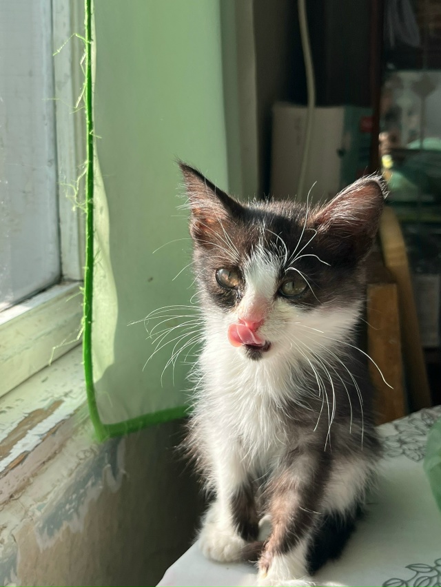 Добрый день!
Отдадим в добрые руки очень ласковую дево...