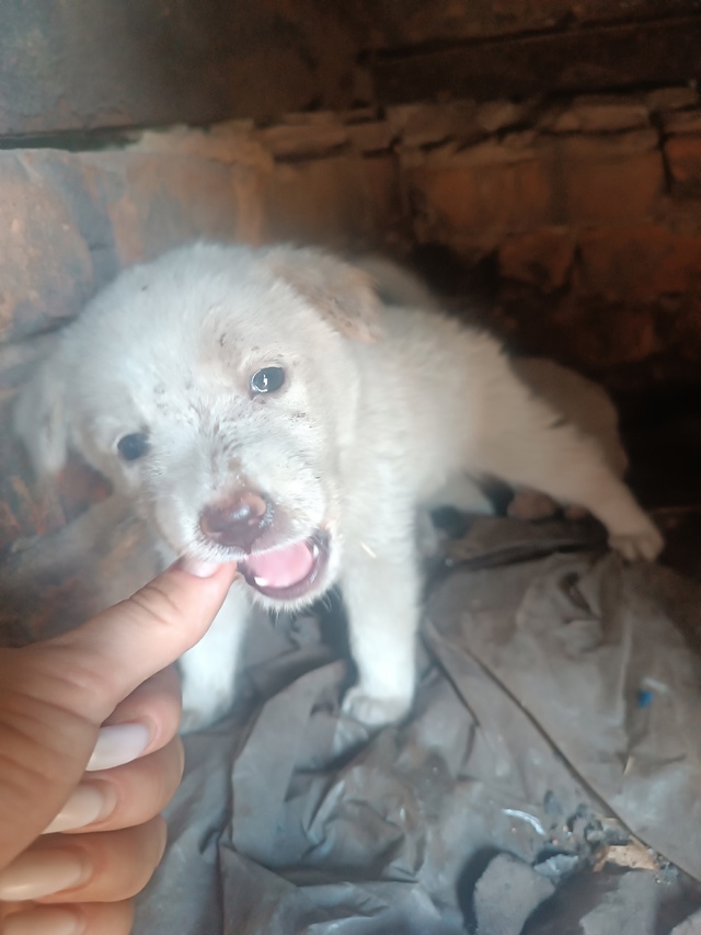 Малыши живут на улице , очень нужны добрые ручки 🤗 Ест?...