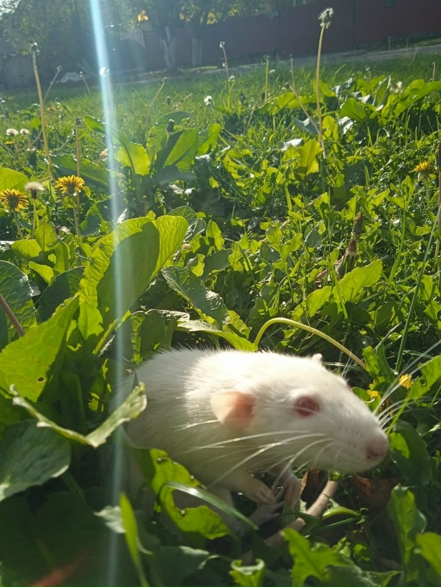 Здравствуйте! Отдам крысу в хорошие, заботливые руки. ...