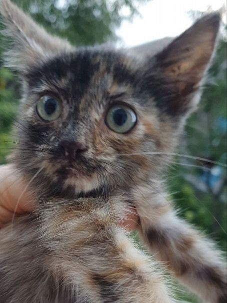 Котенок девочка, возраст 1-1,5 месяца, срочно ищет дом и л...