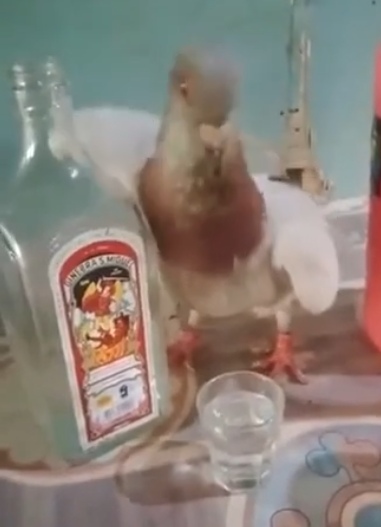 У этого голубя, видимо, ну очень тяжелая жизнь