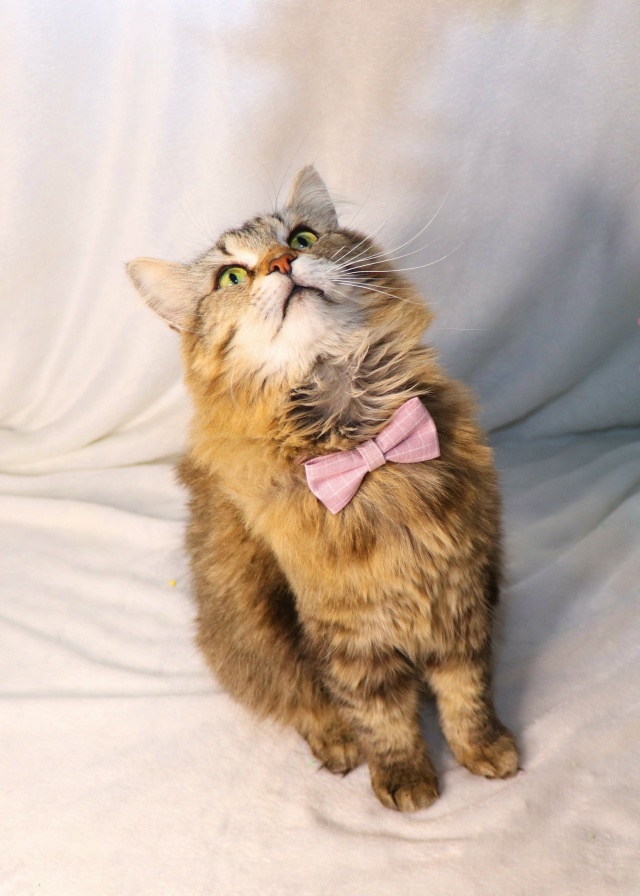 ⭐️Раф⭐️
Рафаэль - весьма харизматичный кот. Крупны?...