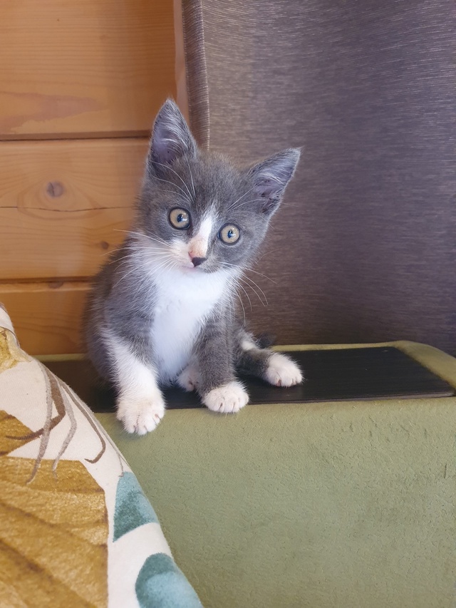 Котейка ищет дом в Можайске🐱🐈
Малыш спасён с улицы, п...