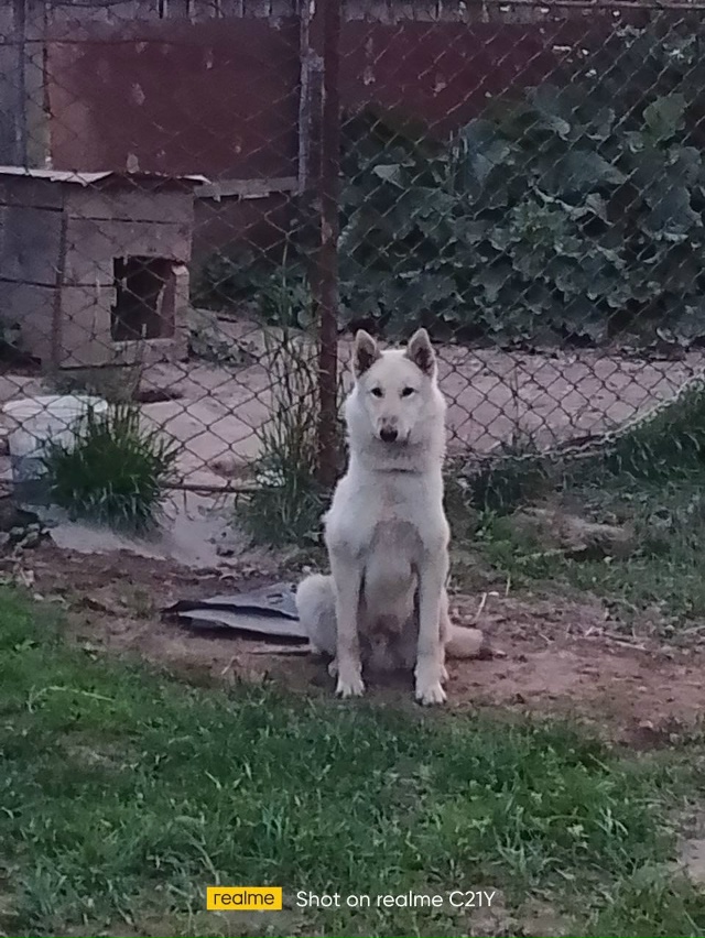 Пропала собака. Кличка Дик. Прошу: если увидили, сообщи?...