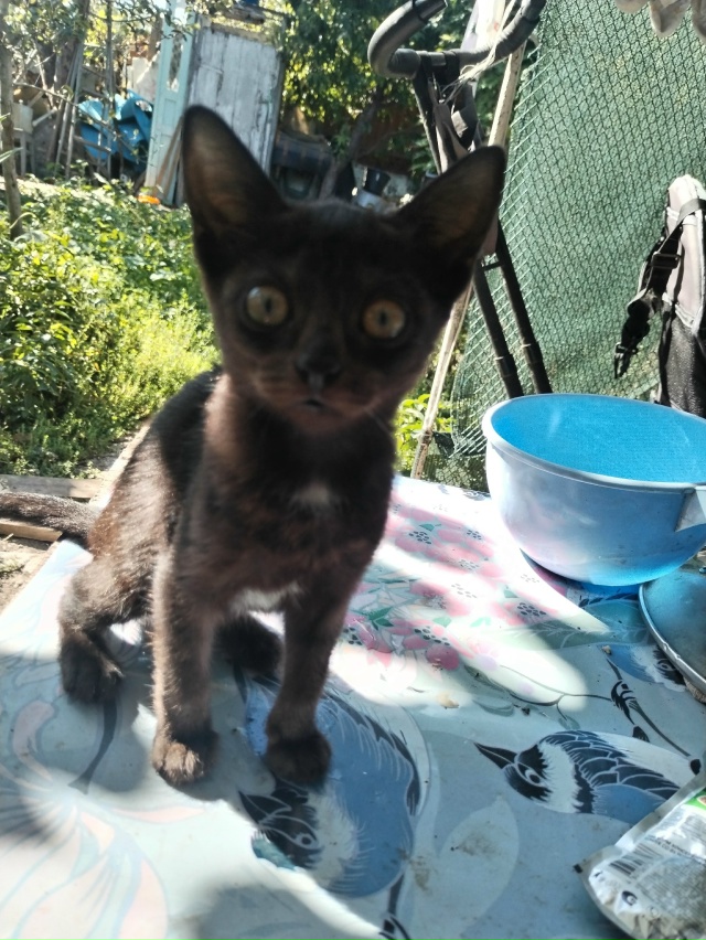 В добрые руки кошечки, все стерилизованны и обработаны...