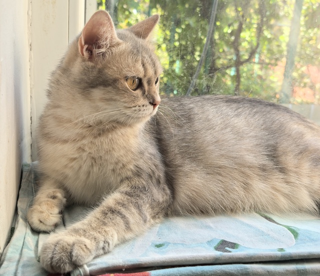 Отдаю котят в добрые руки. Пять плюшек, ласковых и озор?...