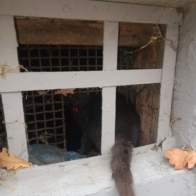 Молодёжная 19, у ивановского текстиля серый кот сидит, х...