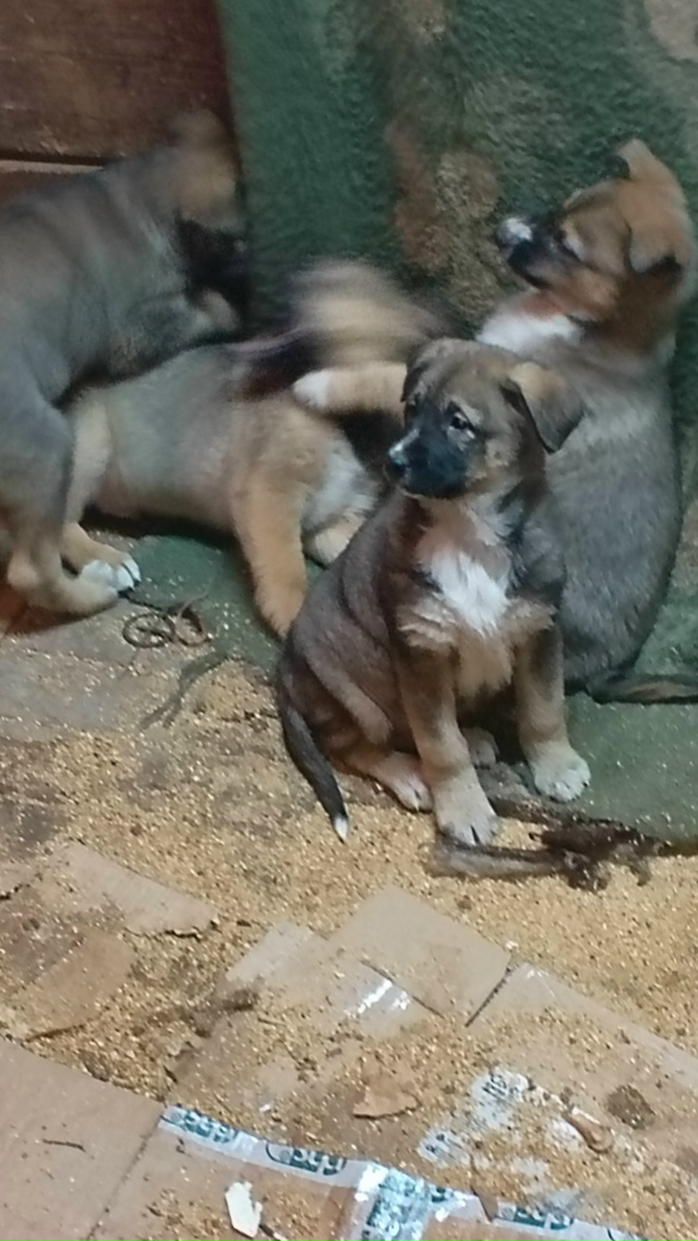 В добрые руки. Мать лайка, отец волкособ. 89041630166.